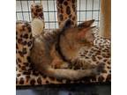 Adopt Nora a Domestic Medium Hair