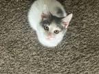 Adopt Pringle a Domestic Short Hair