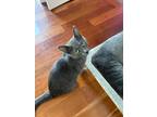 Adopt Lizzie a Domestic Short Hair