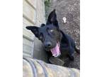 Adopt Mum a Shepherd, Mixed Breed