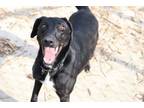 Adopt Funshine Bear a Shepherd
