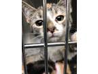 Adopt Annie Sue Pig a Domestic Short Hair