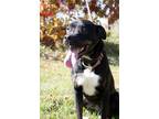 Adopt Bonnie a Shepherd, Boxer