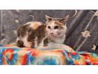 Adopt Calliope a Domestic Short Hair