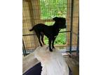 Adopt Midnight a Pit Bull Terrier