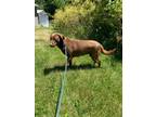 Adopt Brownie a Labrador Retriever