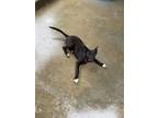 Adopt Pinkie Pie a Shepherd, Mixed Breed