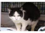 Adopt Grundgetta (Loretta) a Domestic Short Hair