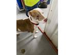 Adopt Madi a Mixed Breed, Pit Bull Terrier