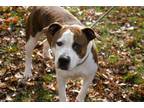 Adopt Paisley a Staffordshire Bull Terrier