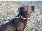 Adopt Squid a Pit Bull Terrier, Hound