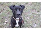 Adopt Bingo a Boxer, Pit Bull Terrier