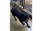 Adopt Twilight Sparkle a Shepherd, Mixed Breed
