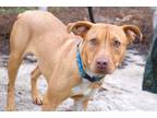 Adopt Chicken a Pit Bull Terrier