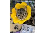 Adopt Stripes a Domestic Short Hair