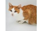 Adopt Ramona a Manx, Domestic Short Hair