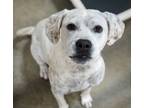 Adopt Fairy a Boxer, Mixed Breed