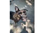Adopt Westie a Pit Bull Terrier, Mixed Breed