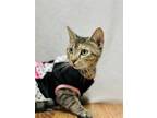 Adopt April a Domestic Short Hair