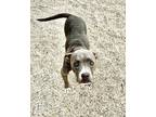 Adopt Lumiere (Gemma) a Pit Bull Terrier, Mixed Breed