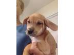 Adopt Delilah a Labrador Retriever