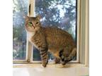 Adopt Natasha a Domestic Short Hair