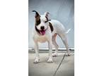 Adopt Zoe (Underdog) a Staffordshire Bull Terrier, Mixed Breed