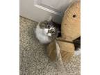 Adopt Mittens a Domestic Medium Hair, Domestic Short Hair