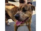 Adopt 24/036/QUEENIE a Pit Bull Terrier