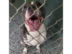Adopt 24-043/GIA a Pit Bull Terrier