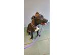 Adopt Moon a Pit Bull Terrier
