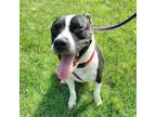 Adopt Maxine a American Staffordshire Terrier