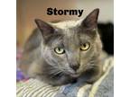 Adopt Stormy 240516 a Domestic Short Hair