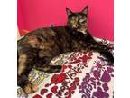 Adopt Wicket a Domestic Short Hair