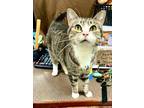 Adopt Roseland a Domestic Short Hair
