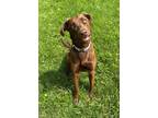 Adopt Loretta a Labrador Retriever, Mixed Breed