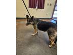 Adopt Sweden a German Shepherd Dog, Mixed Breed
