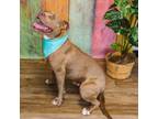 Adopt Jenny Thompson a Pit Bull Terrier, American Staffordshire Terrier