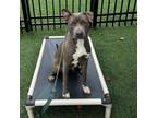 Adopt Dara Torres a Pit Bull Terrier, American Staffordshire Terrier