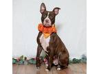 Adopt Emma McKeon a American Staffordshire Terrier, Pit Bull Terrier