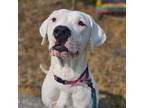 Adopt Meringue a Dogo Argentino, Pit Bull Terrier