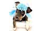 Adopt Jazzy a Mountain Cur, Mixed Breed