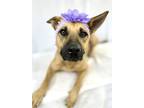 Adopt Lilly a Black Mouth Cur, Mixed Breed