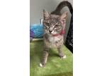 Adopt Sophie Ann a Domestic Short Hair