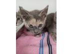 Adopt Tia a Domestic Short Hair