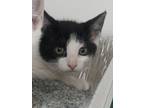 Adopt Oreo a Domestic Short Hair