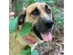 Adopt Silvia 24-0503 a Anatolian Shepherd, Mixed Breed
