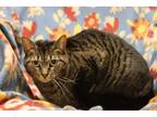 Adopt Osprey a Domestic Short Hair, Tabby