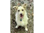 Adopt Selena a Cairn Terrier, Mixed Breed