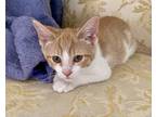 Adopt Kaia a Domestic Short Hair